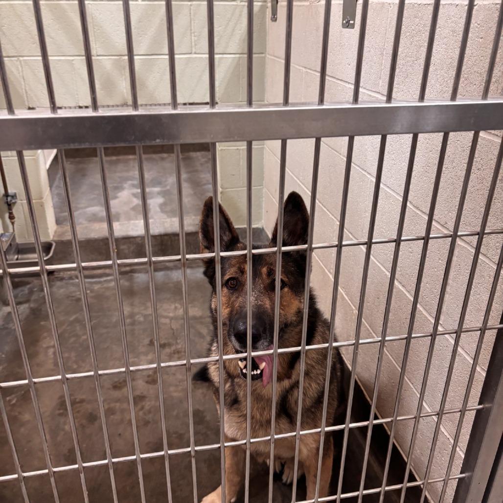 DAKOTA, a Adoptable German Shepherd Dog in Upland, CA image 4/6