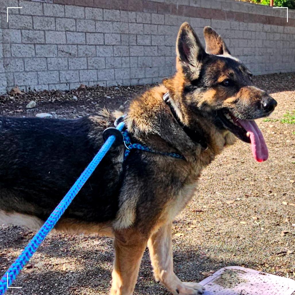 DAKOTA, a Adoptable German Shepherd Dog in Upland, CA image 5/6