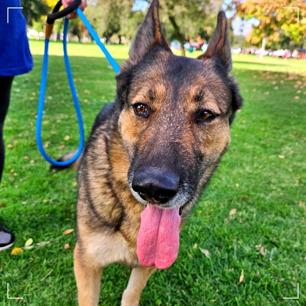 DAKOTA, a Adoptable German Shepherd Dog in Upland, CA image 6/6