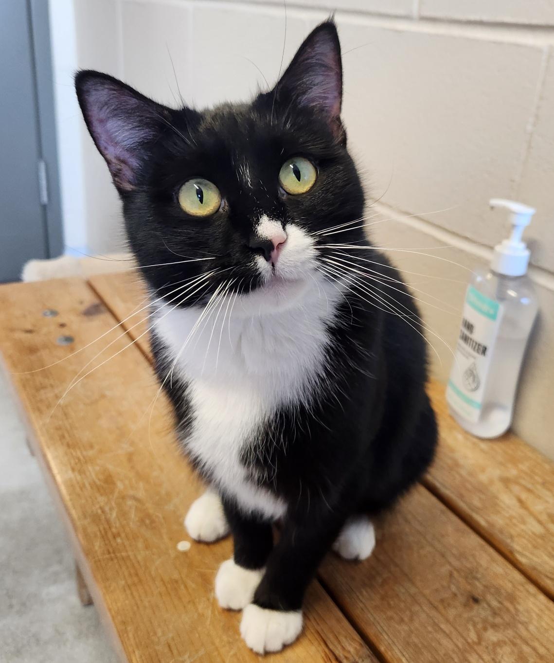 Puffin, Adoptable, Kitten Female Domestic Short Hair.