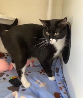 Enlarge Puffin, a Adoptable Domestic Short Hair in Mason City, IA image 2/2