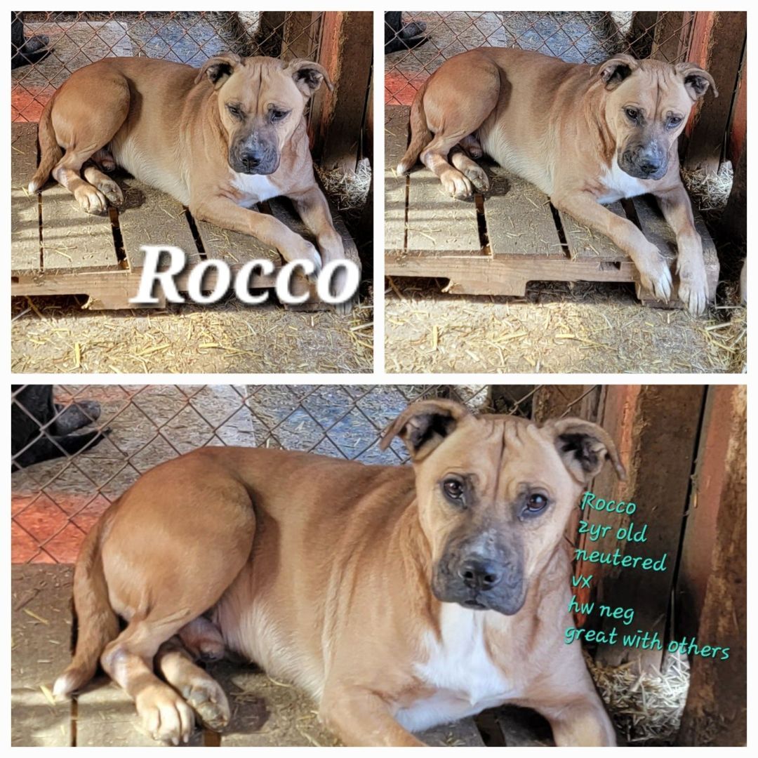 Rocko, a Adoptable mixed breed in Lonsdale, AR image 1/10