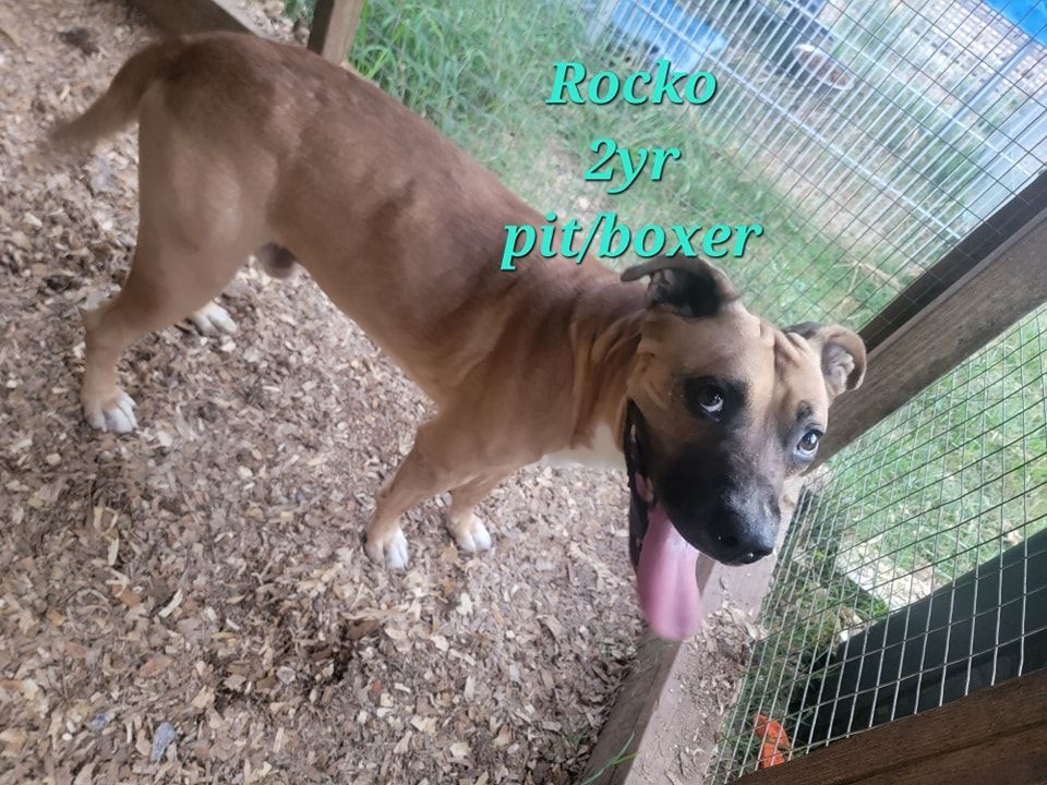 Rocko, a Adoptable mixed breed in Lonsdale, AR image 2/10