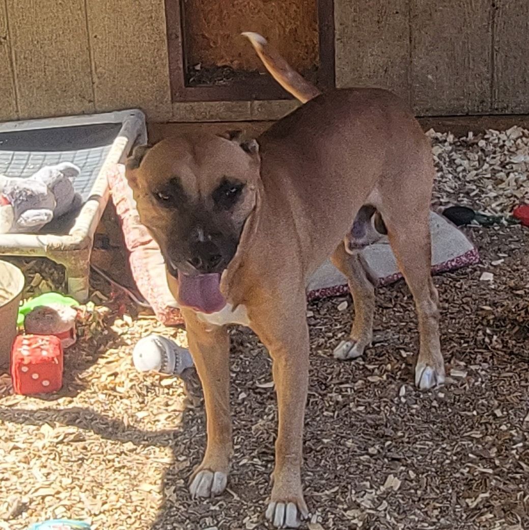 Rocko, a Adoptable mixed breed in Lonsdale, AR image 3/10