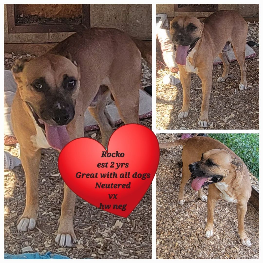 Rocko, a Adoptable mixed breed in Lonsdale, AR image 4/10