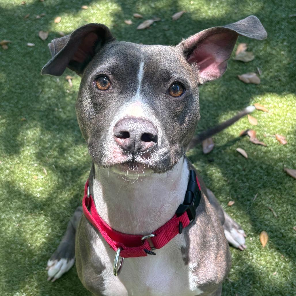 Denim, a Adoptable Mixed Breed in Titusville, FL image 6/6