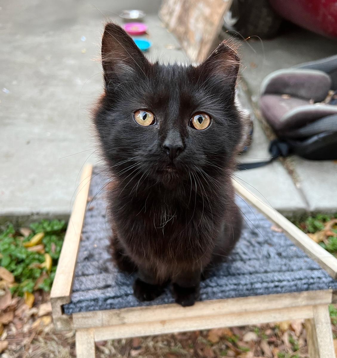 Nito, ADOPTABLE, Kitten Female Domestic Medium Hair.