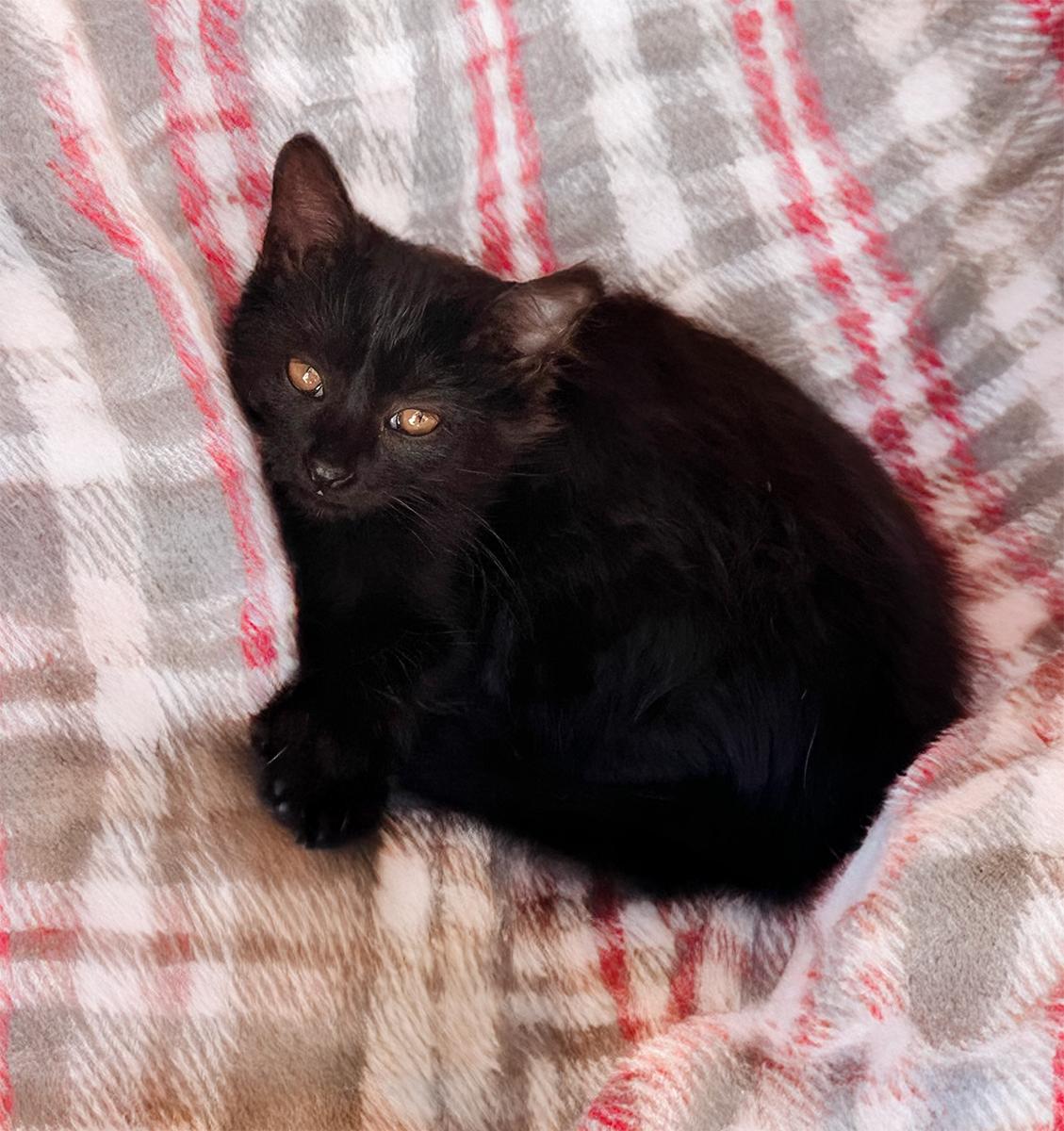 Enlarge Nito, a ADOPTABLE Domestic Medium Hair in Durham, NC image 3/5