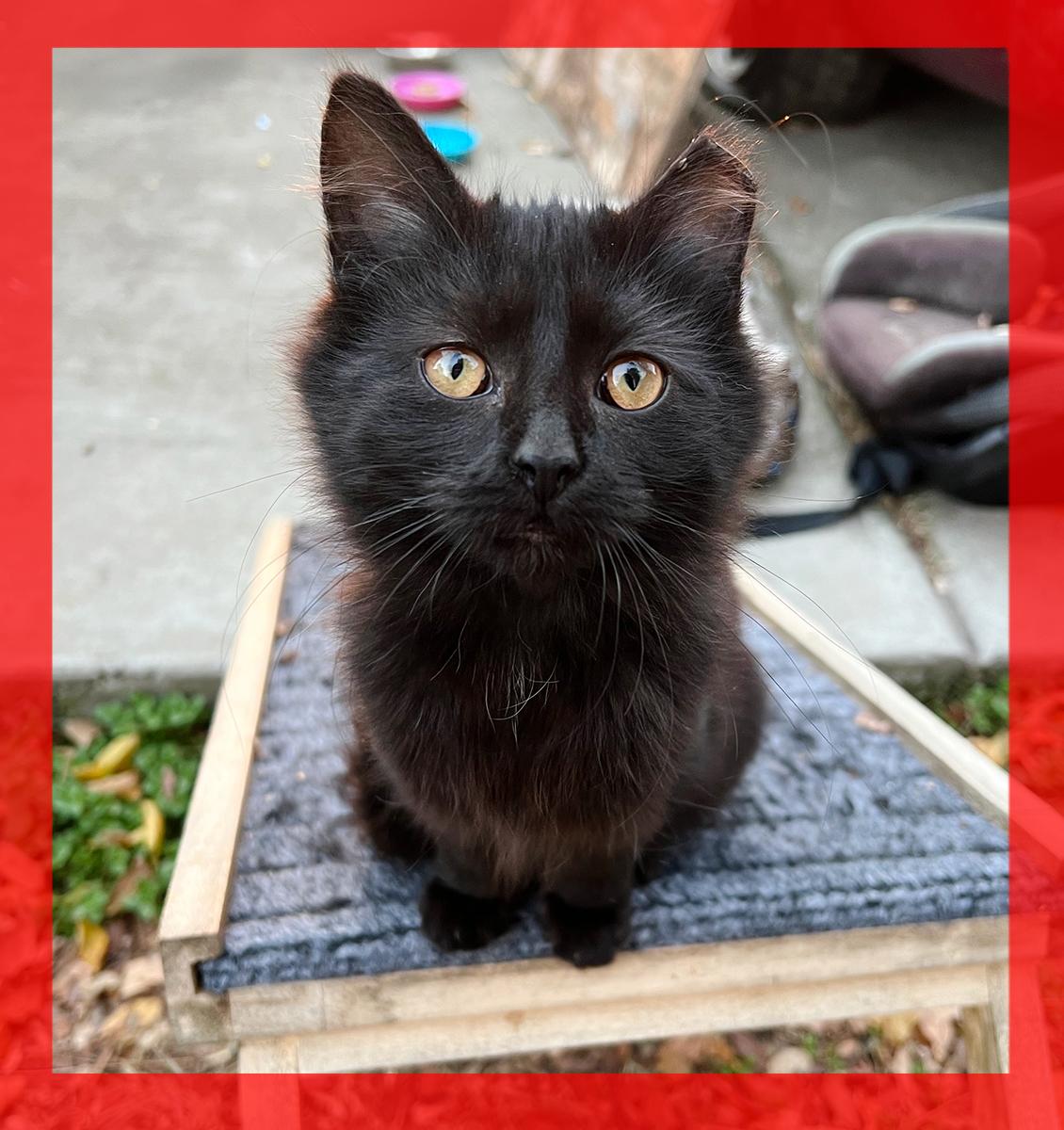 Enlarge Nito, a ADOPTABLE Domestic Medium Hair in Durham, NC image 1/5