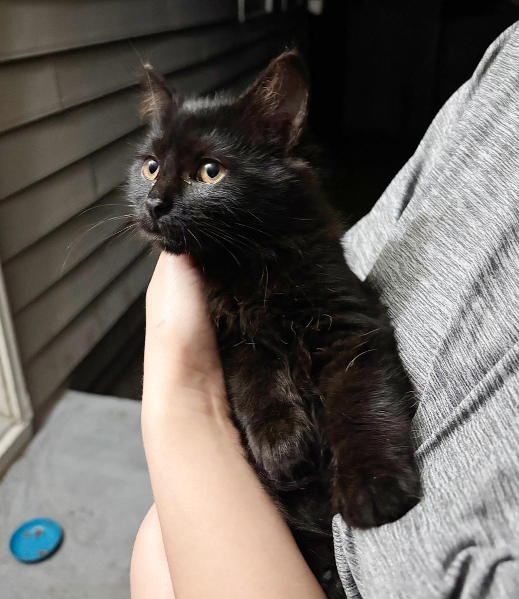 Enlarge Nito, a ADOPTABLE Domestic Medium Hair in Durham, NC image 2/5