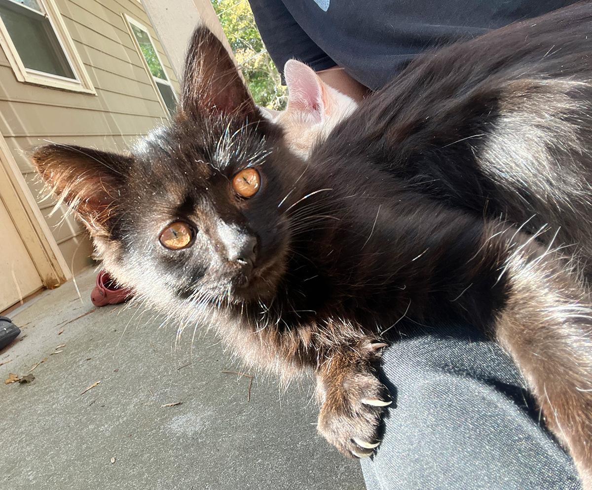 Enlarge Nito, a ADOPTABLE Domestic Medium Hair in Durham, NC image 5/5