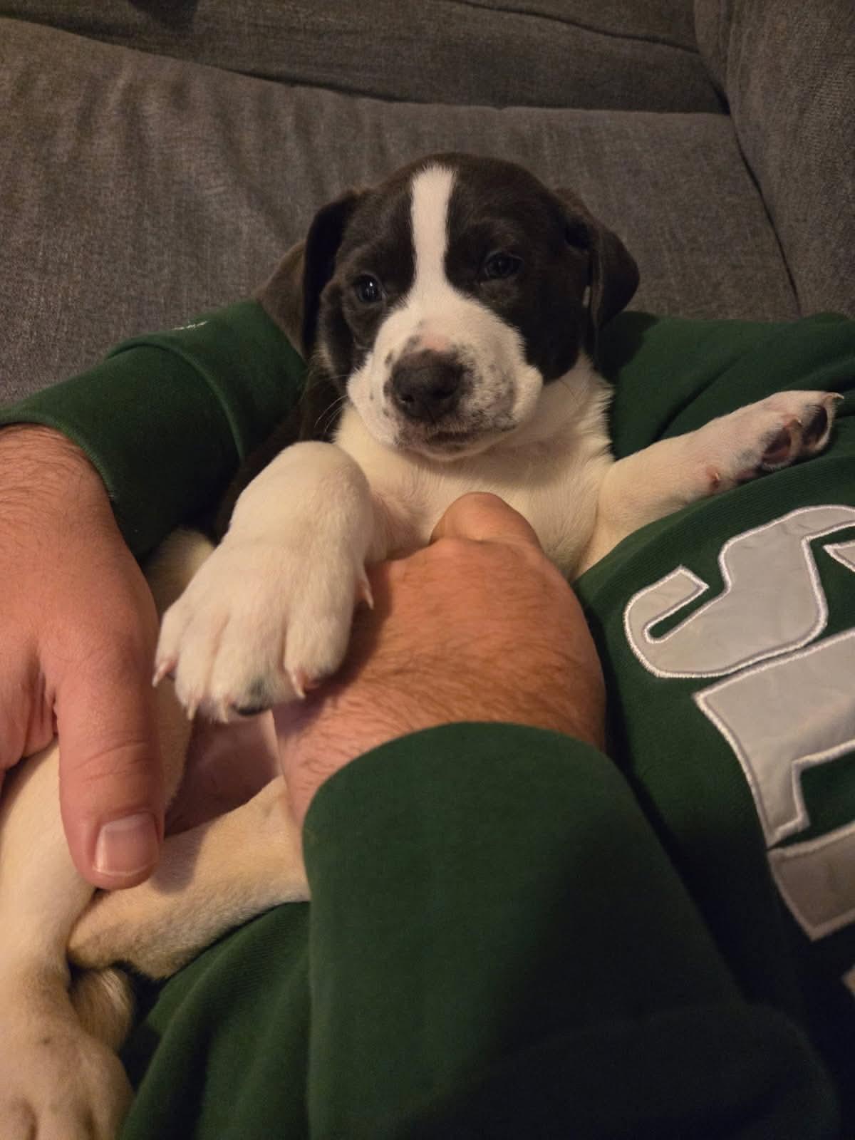 Enlarge Zizi, a ADOPTABLE mixed breed in Collingswood, NJ image 1/3