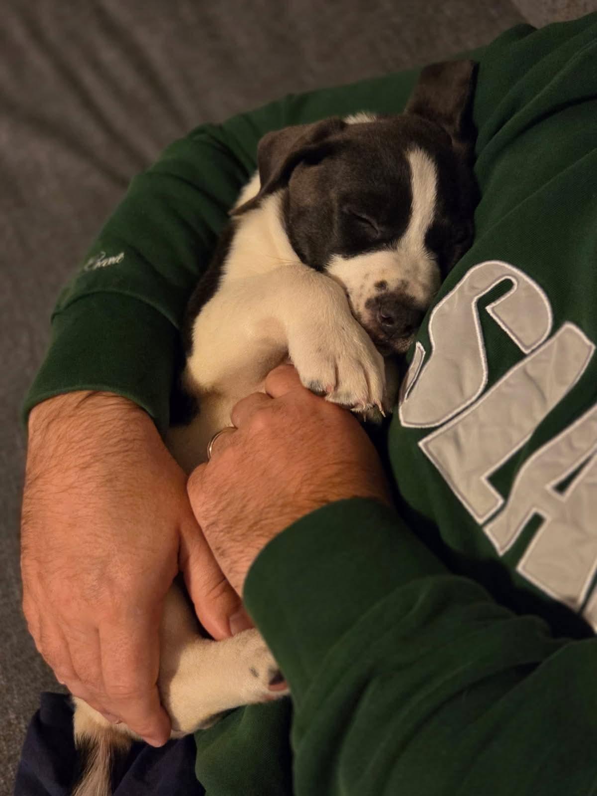 Enlarge Zizi, a ADOPTABLE mixed breed in Collingswood, NJ image 2/3