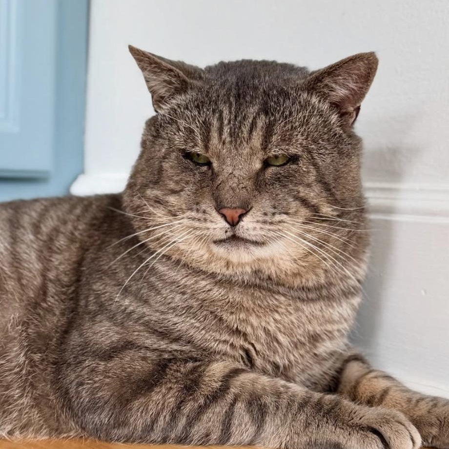 Walter, Adoptable, Senior Male Domestic Short Hair.