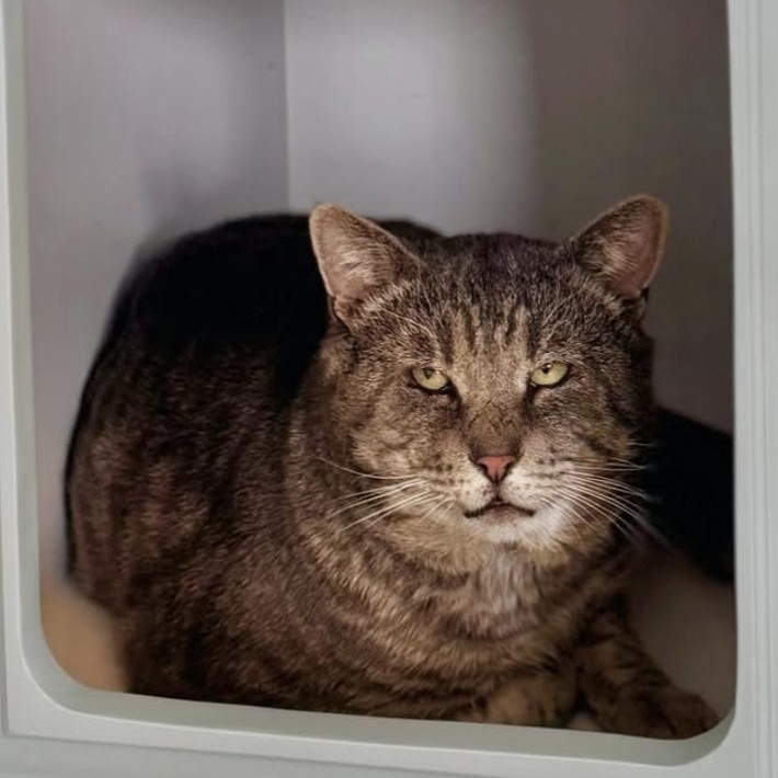 Enlarge Walter, a Adoptable Domestic Short Hair in Ramsey, NJ image 4/5