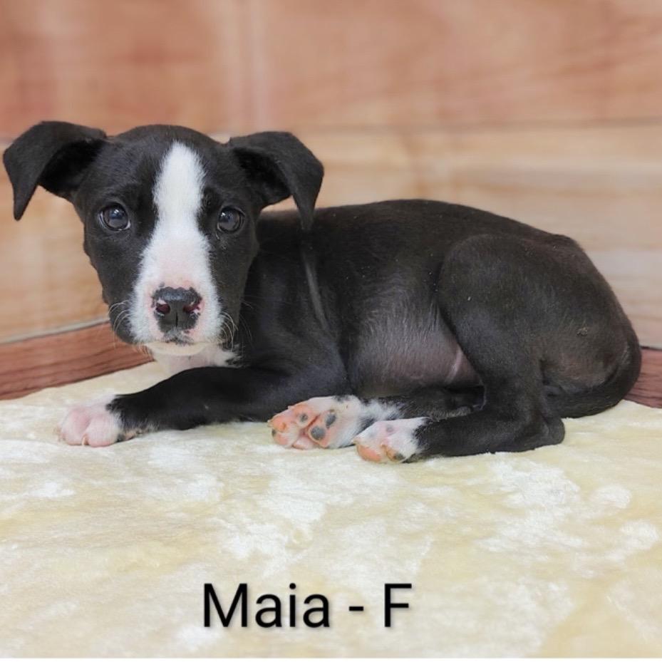 Maia, Adoptable, Puppy Female Pit Bull Terrier & Mixed Breed.