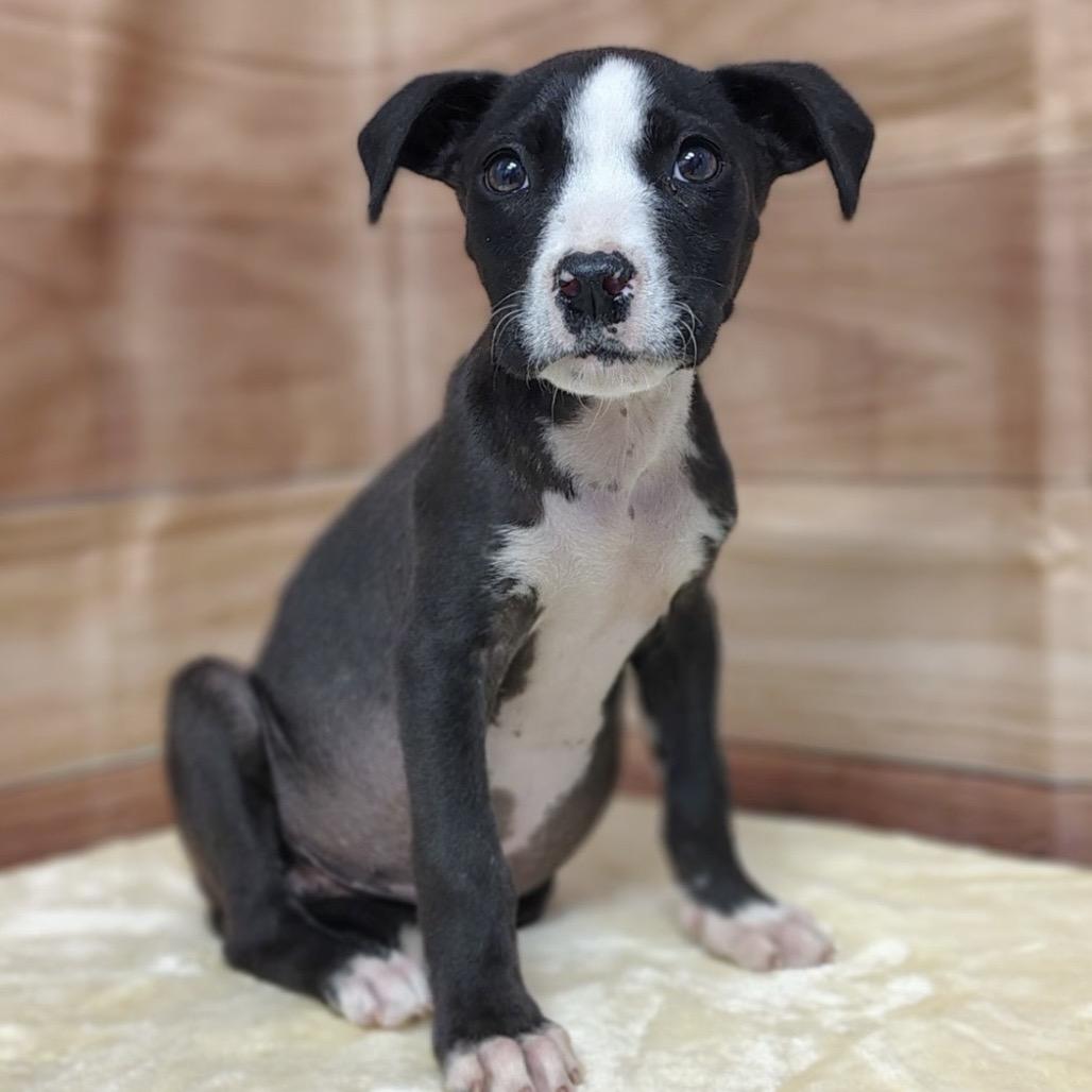 Maia, a Adoptable mixed breed in Griswold, CT image 2/6