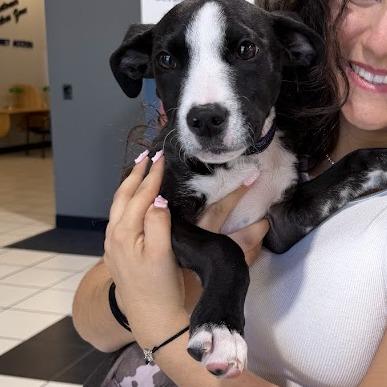 Maia, a Adoptable mixed breed in Griswold, CT image 3/6