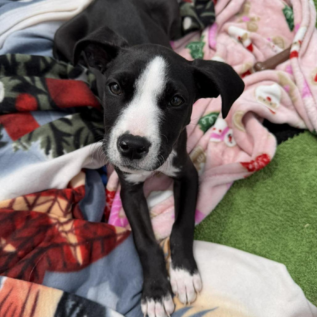 Maia, a Adoptable mixed breed in Griswold, CT image 5/6