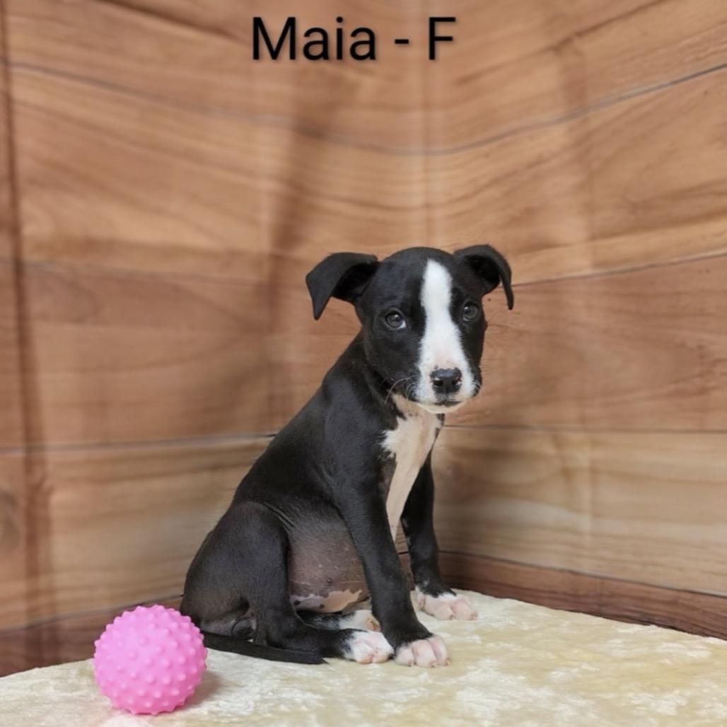 Maia, a Adoptable mixed breed in Griswold, CT image 6/6