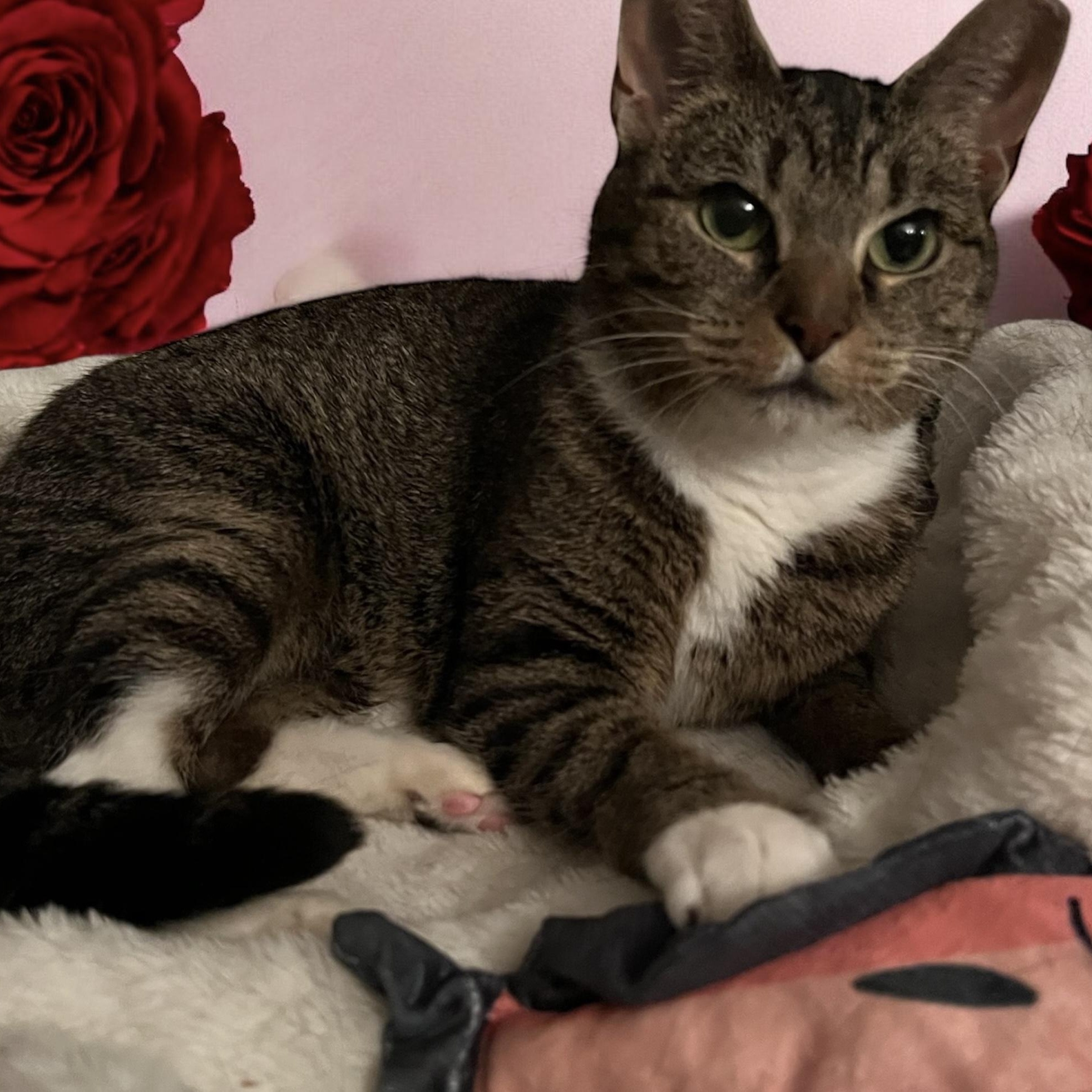 Kori, Adoptable, Adult Female Domestic Short Hair.