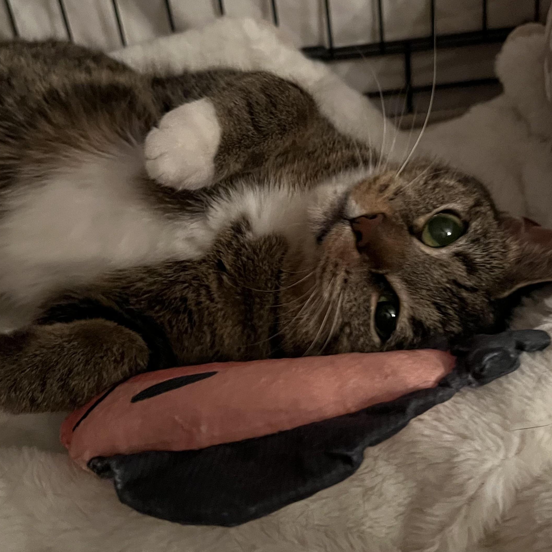 Enlarge Kori, a Adoptable mixed breed in North Bergen, NJ image 2/2