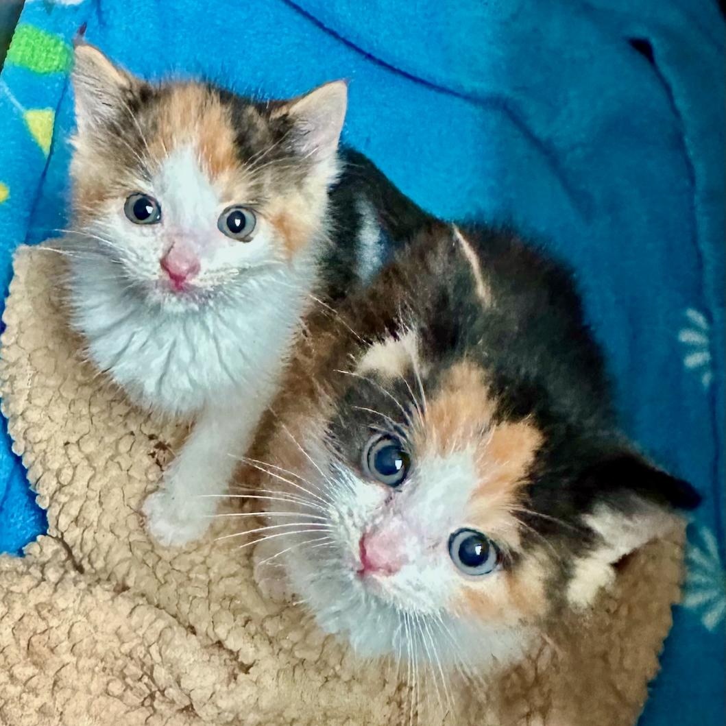 Enlarge Shirley, a Adoptable Calico in East Brunswick, NJ image 6/6