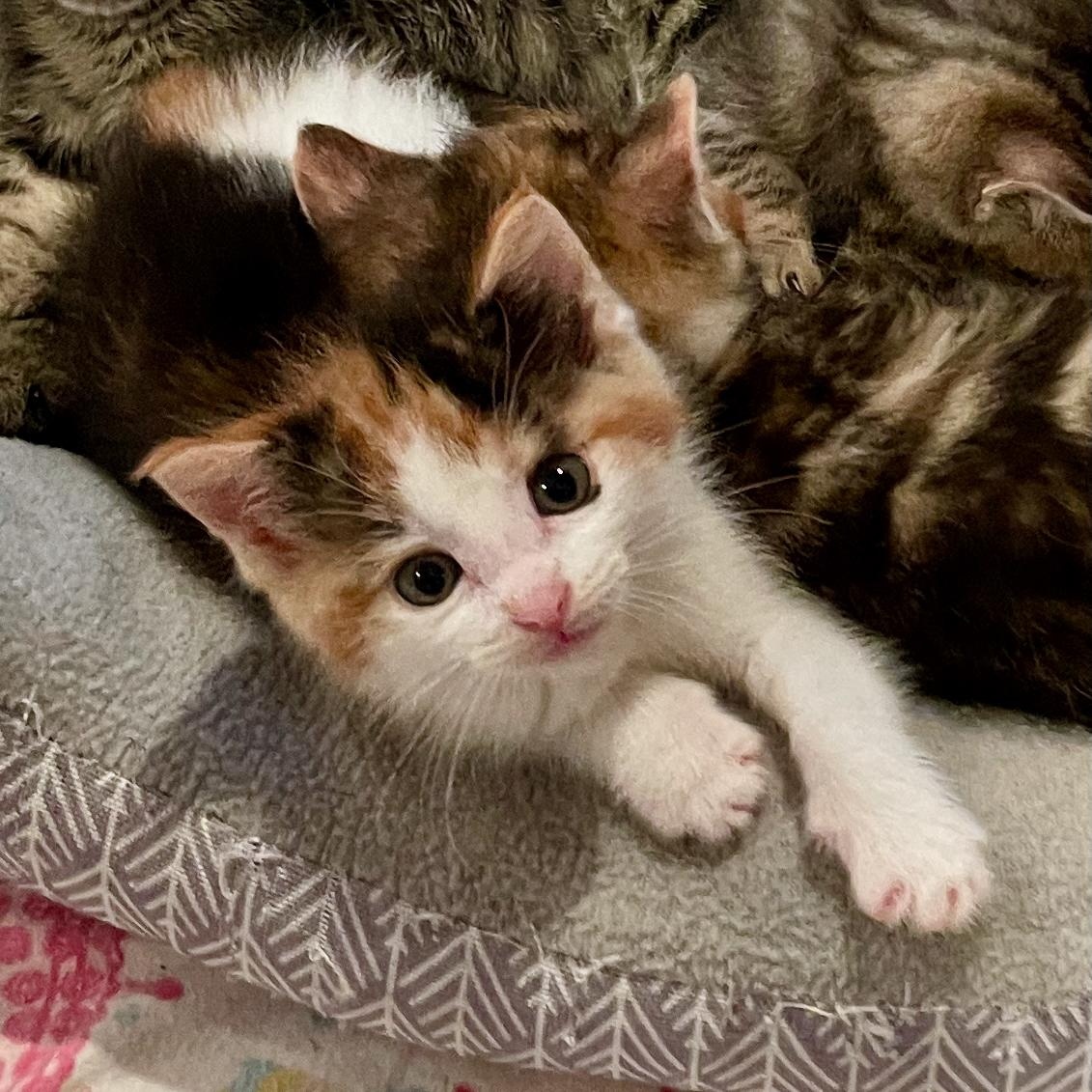 Enlarge Shirley, a Adoptable Calico in East Brunswick, NJ image 3/6