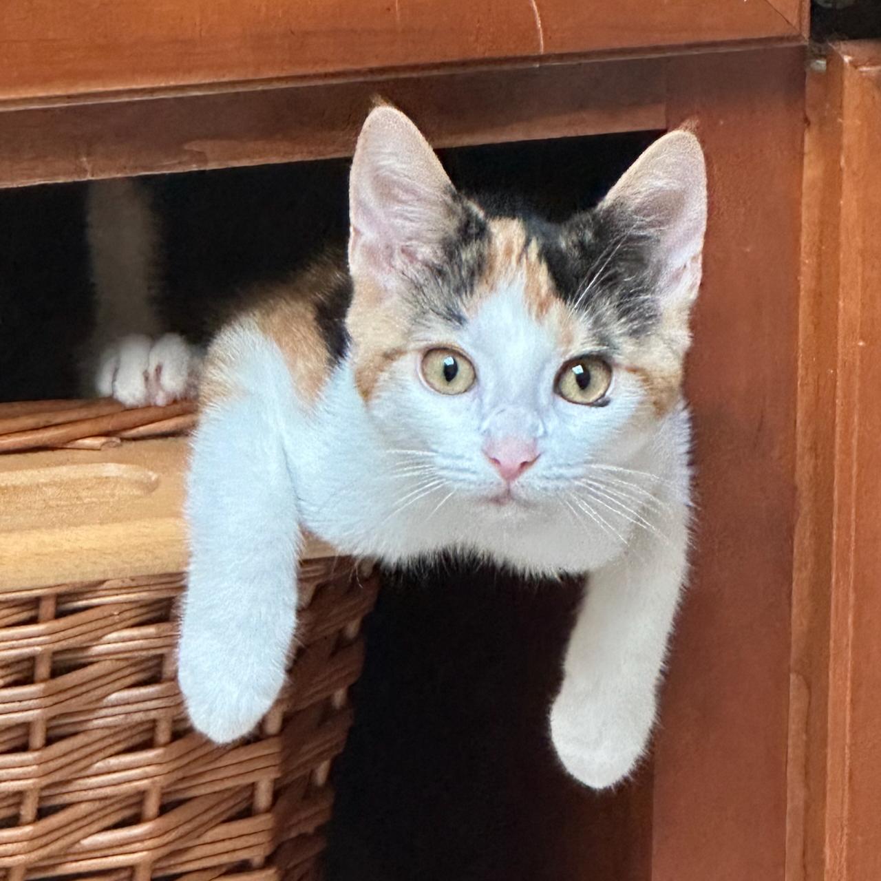 Shirley, Adoptable, Kitten Female Calico.