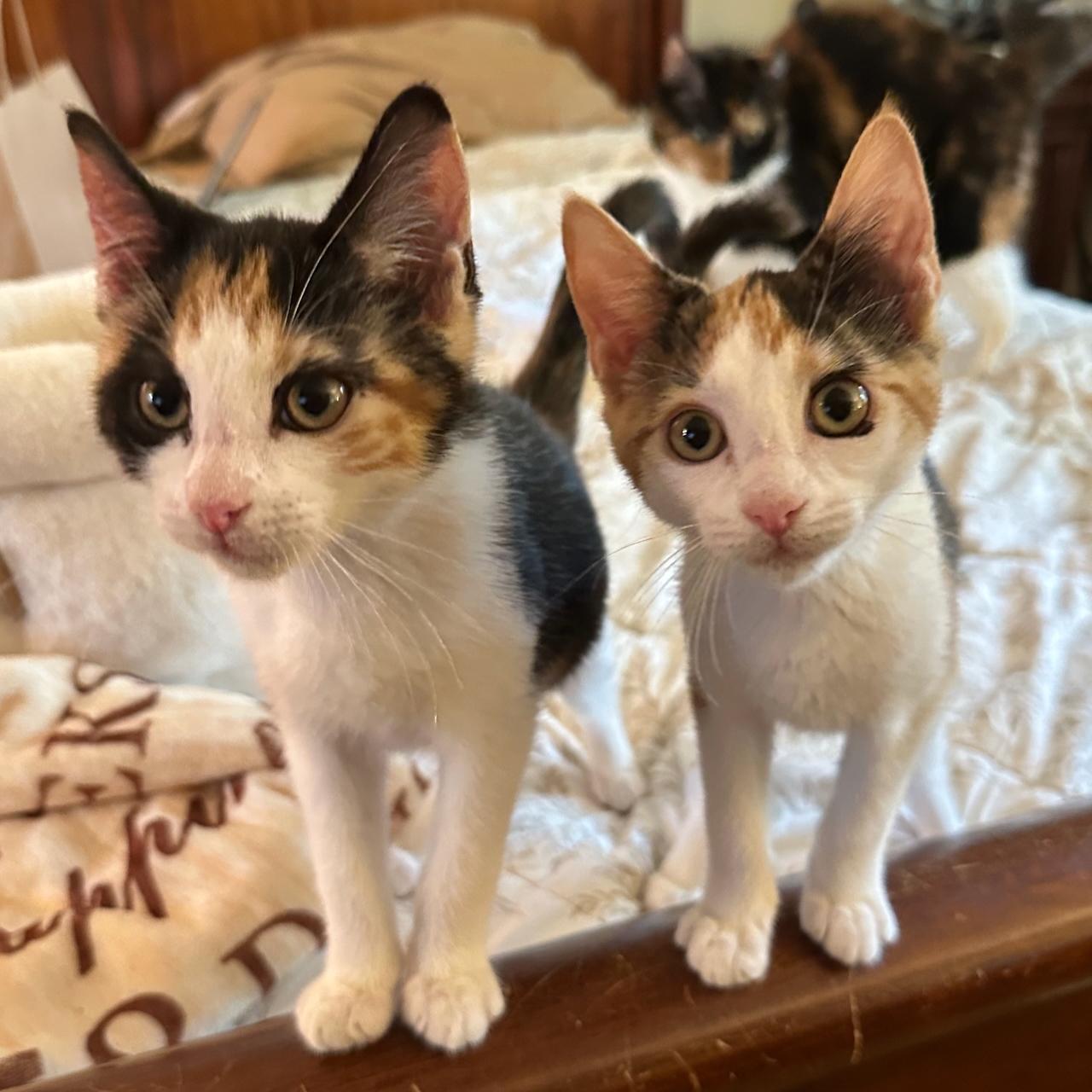Enlarge Shirley, a Adoptable Calico in East Brunswick, NJ image 5/6