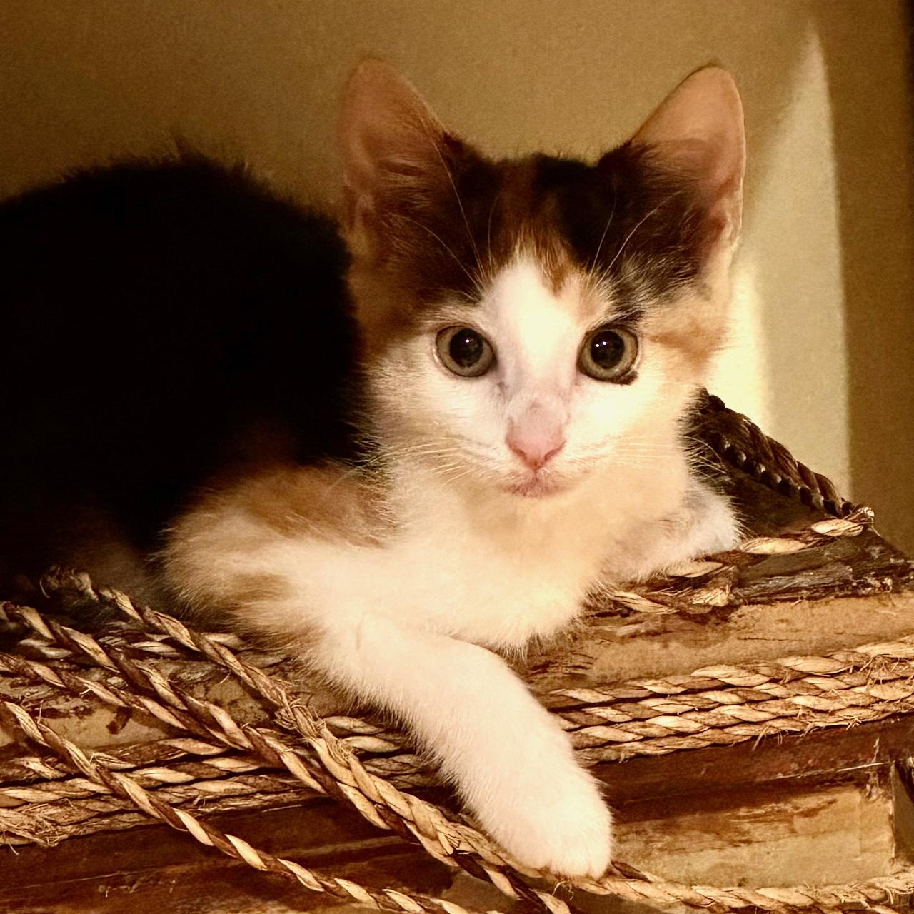 Enlarge Shirley, a Adoptable Calico in East Brunswick, NJ image 2/6