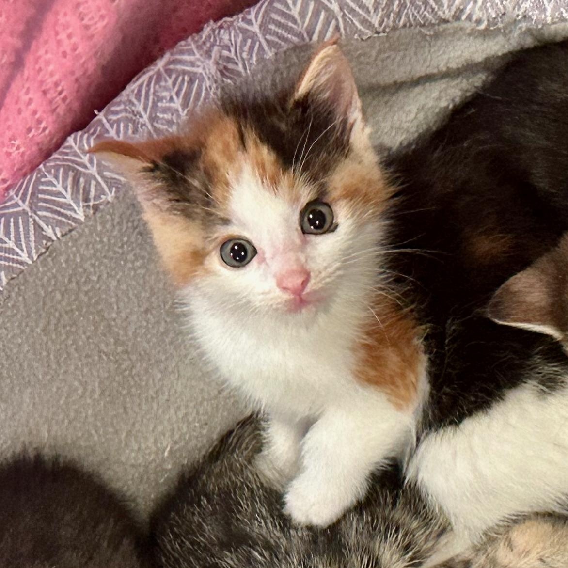 Enlarge Shirley, a Adoptable Calico in East Brunswick, NJ image 4/6