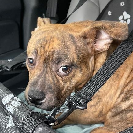 Radar, a Adoptable mixed breed in Chelmsford, MA image 2/3