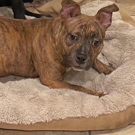 Radar, a Adoptable mixed breed in Chelmsford, MA image 3/3