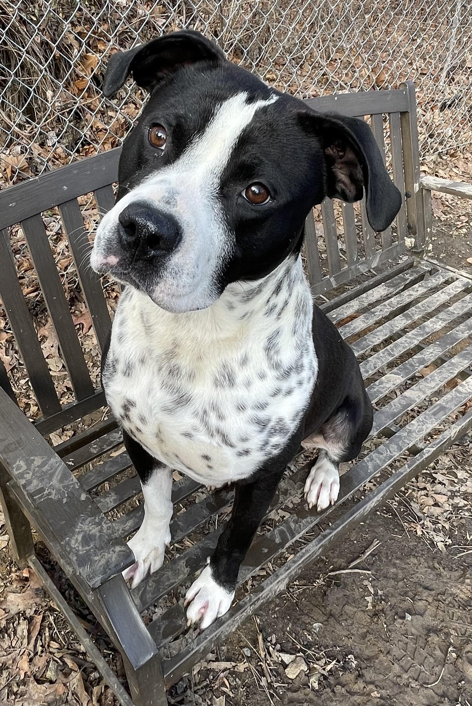 Dean, a ADOPTABLE mixed breed in Heathsville, VA image 3/5