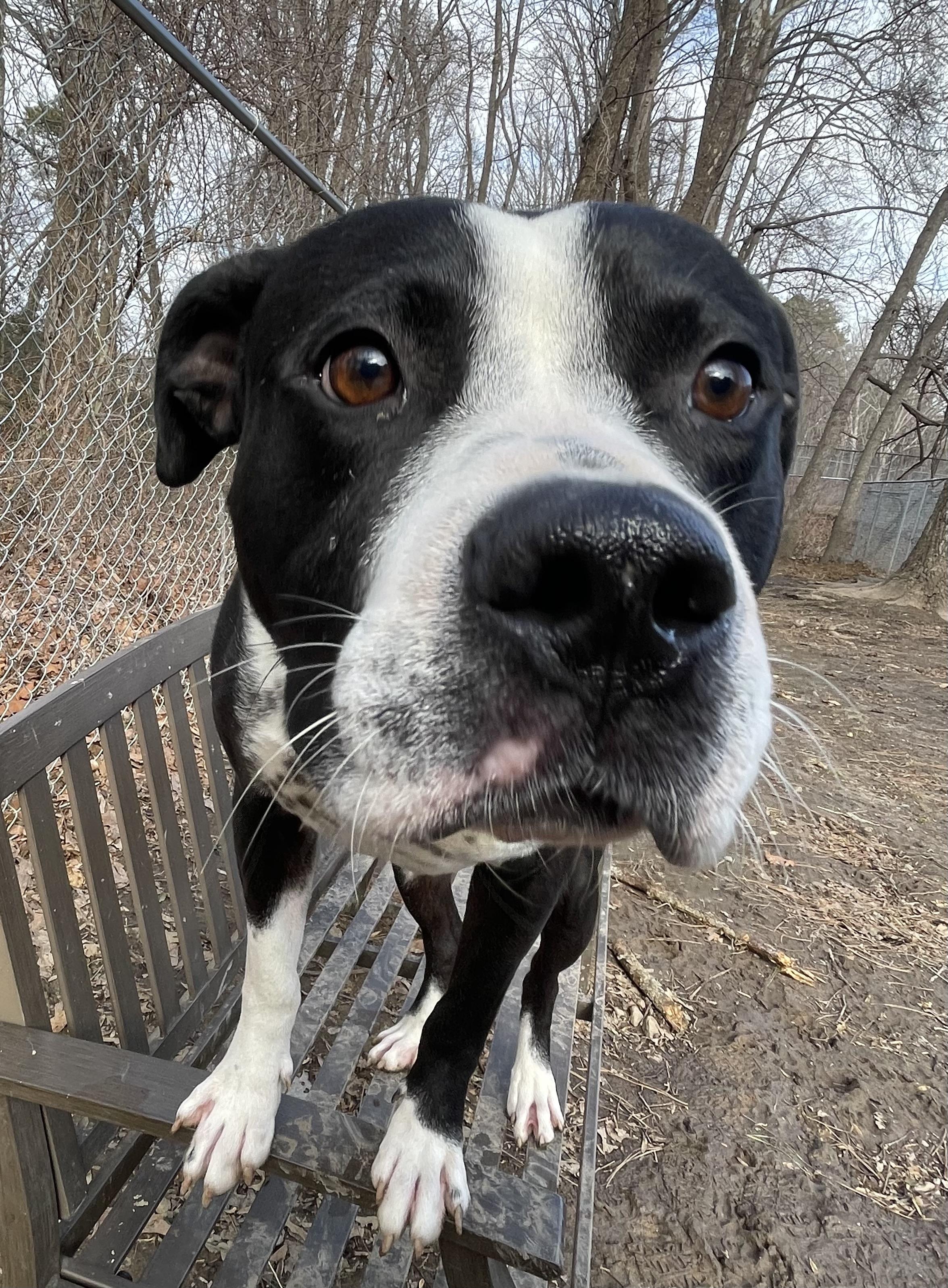 Dean, a ADOPTABLE mixed breed in Heathsville, VA image 2/5