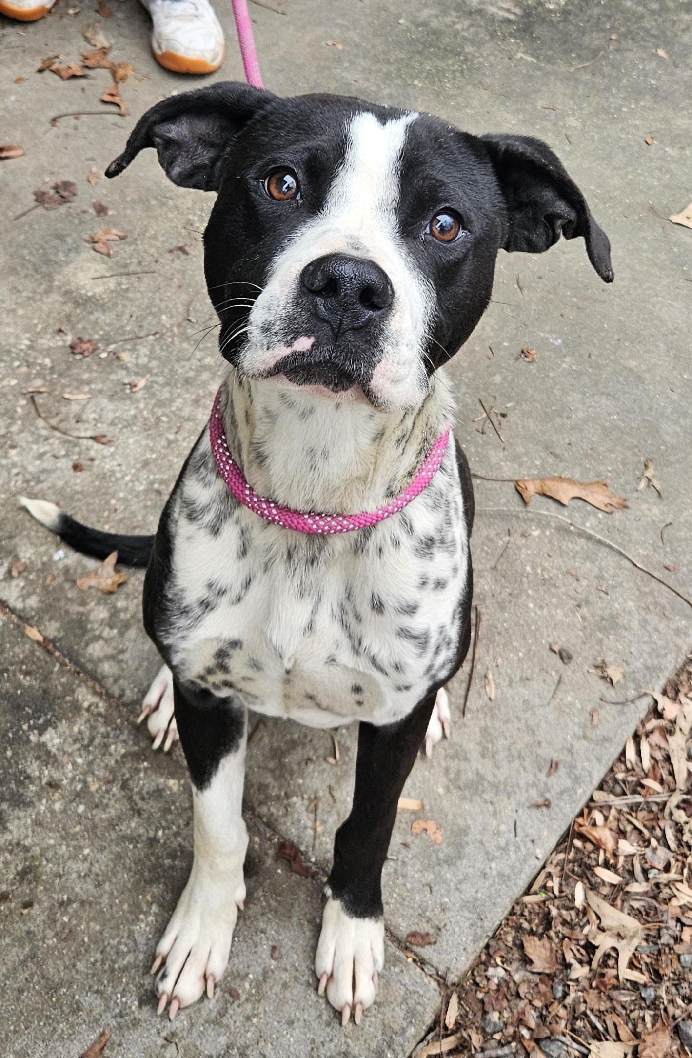 Dean, a ADOPTABLE mixed breed in Heathsville, VA image 1/5