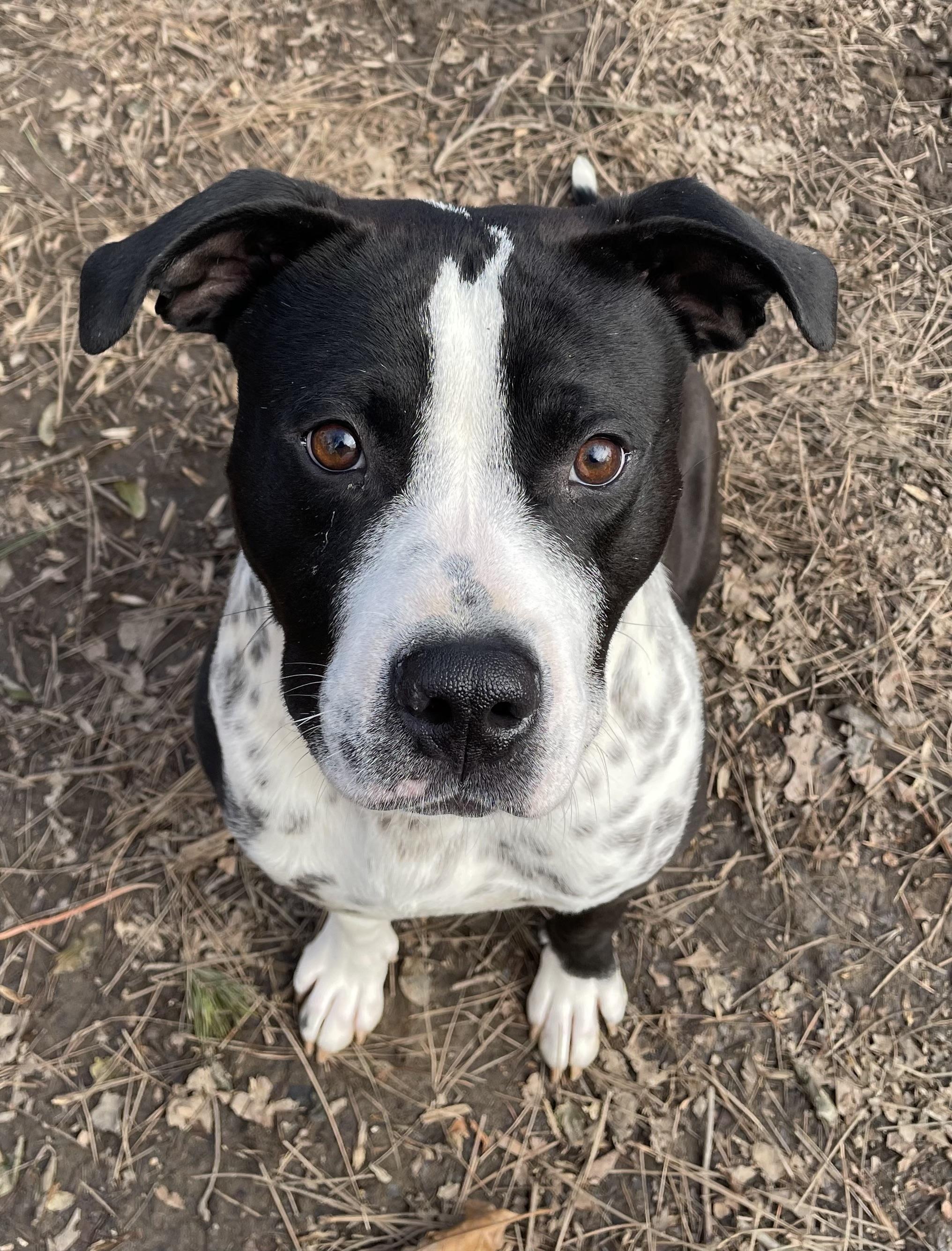 Dean, a ADOPTABLE mixed breed in Heathsville, VA image 4/5