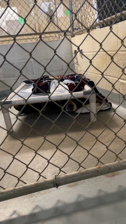 Enlarge Dean, a ADOPTABLE mixed breed in Heathsville, VA video 5/5