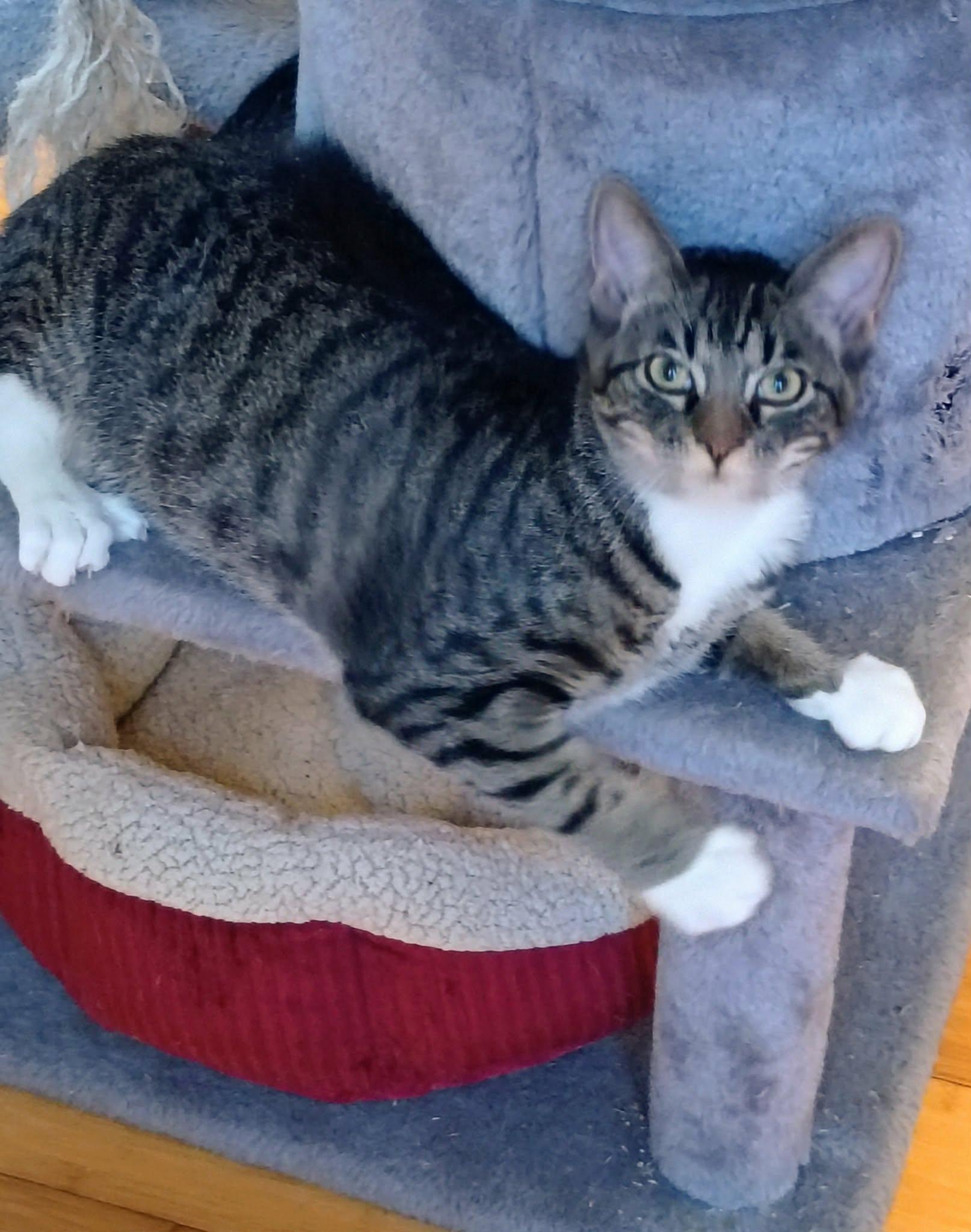 Enlarge Herbie, an adopted Tabby in North Berwick, ME image 1/2