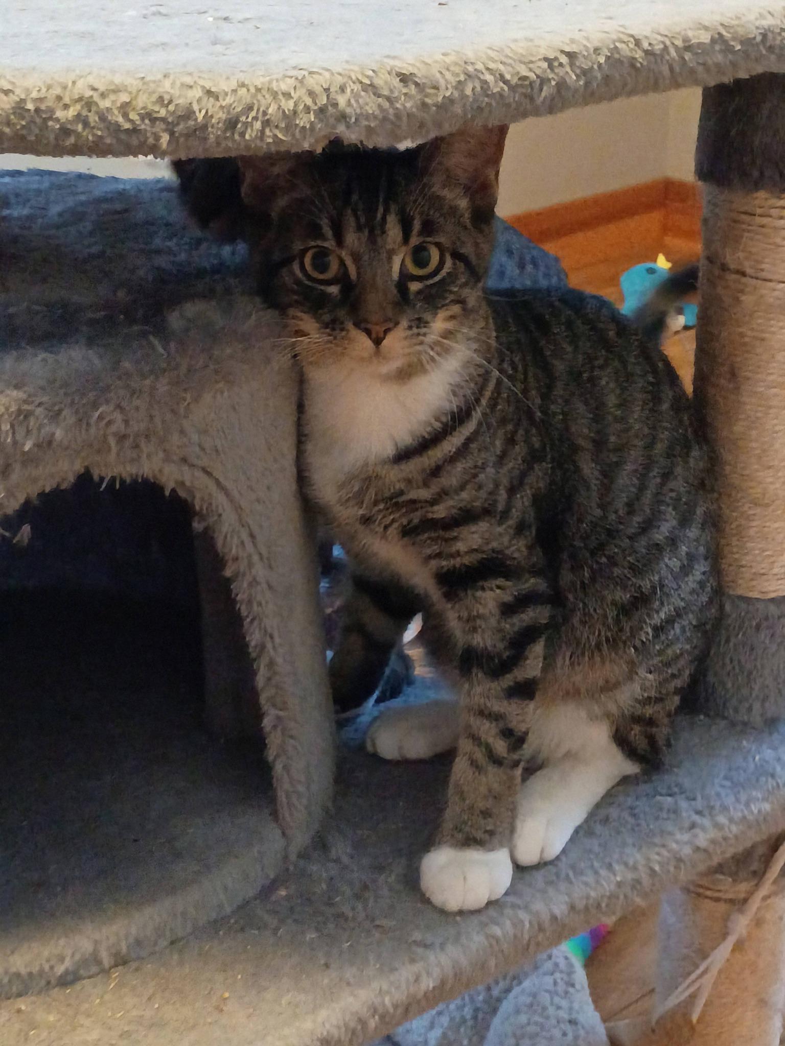 Enlarge Herbie, a ADOPTABLE Tabby in North Berwick, ME image 1/1