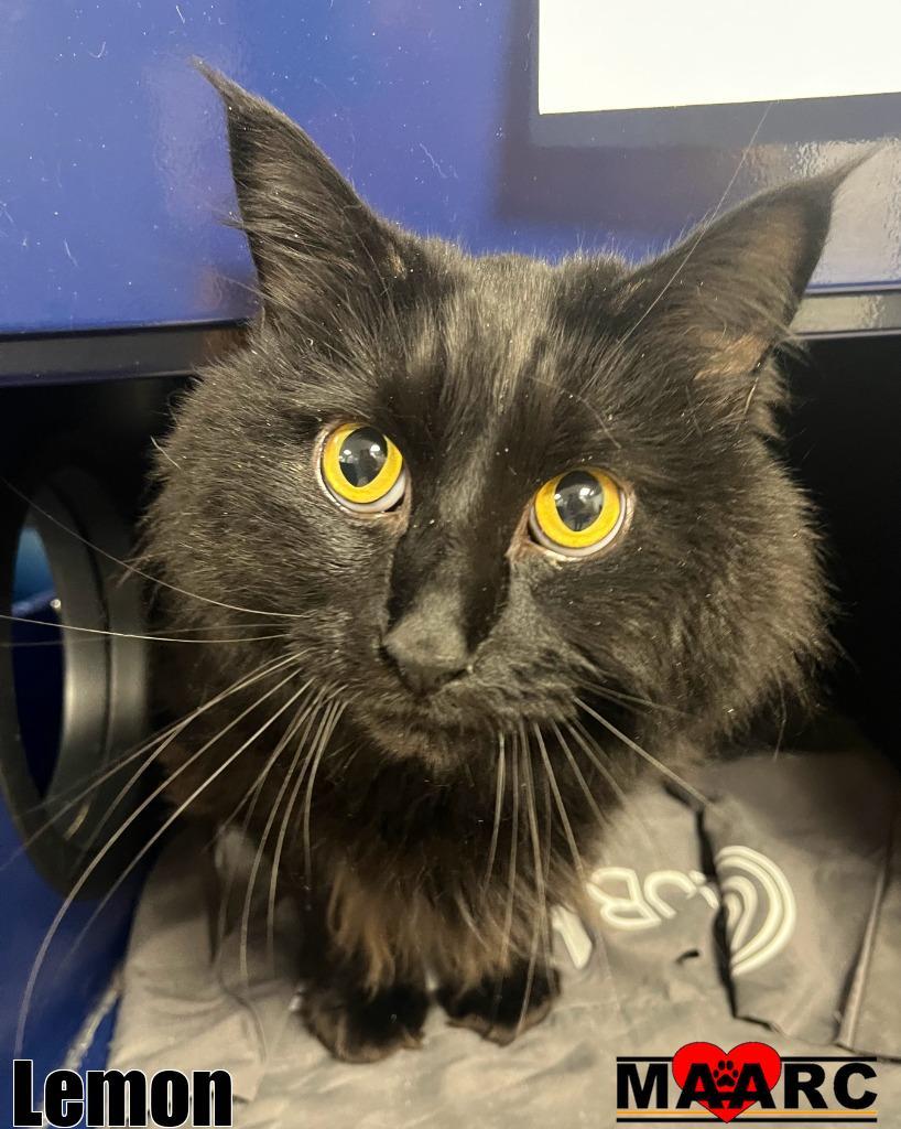 Enlarge Lemon, a Adoptable Maine Coon in Maryville, TN image 1/1