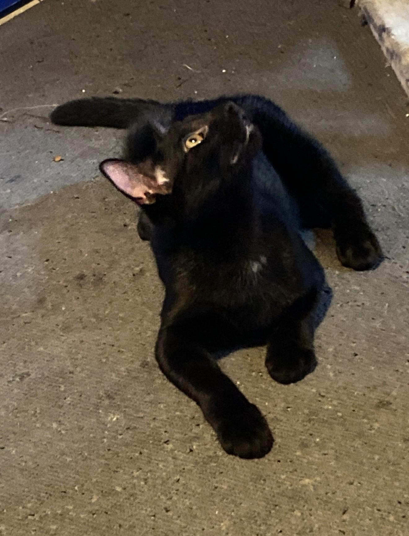 Enlarge Jade, a Adopted mixed breed in Euclid, OH image 2/3