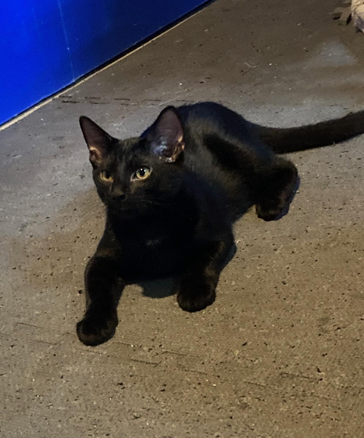 Enlarge Jade, a Adopted mixed breed in Euclid, OH image 1/3