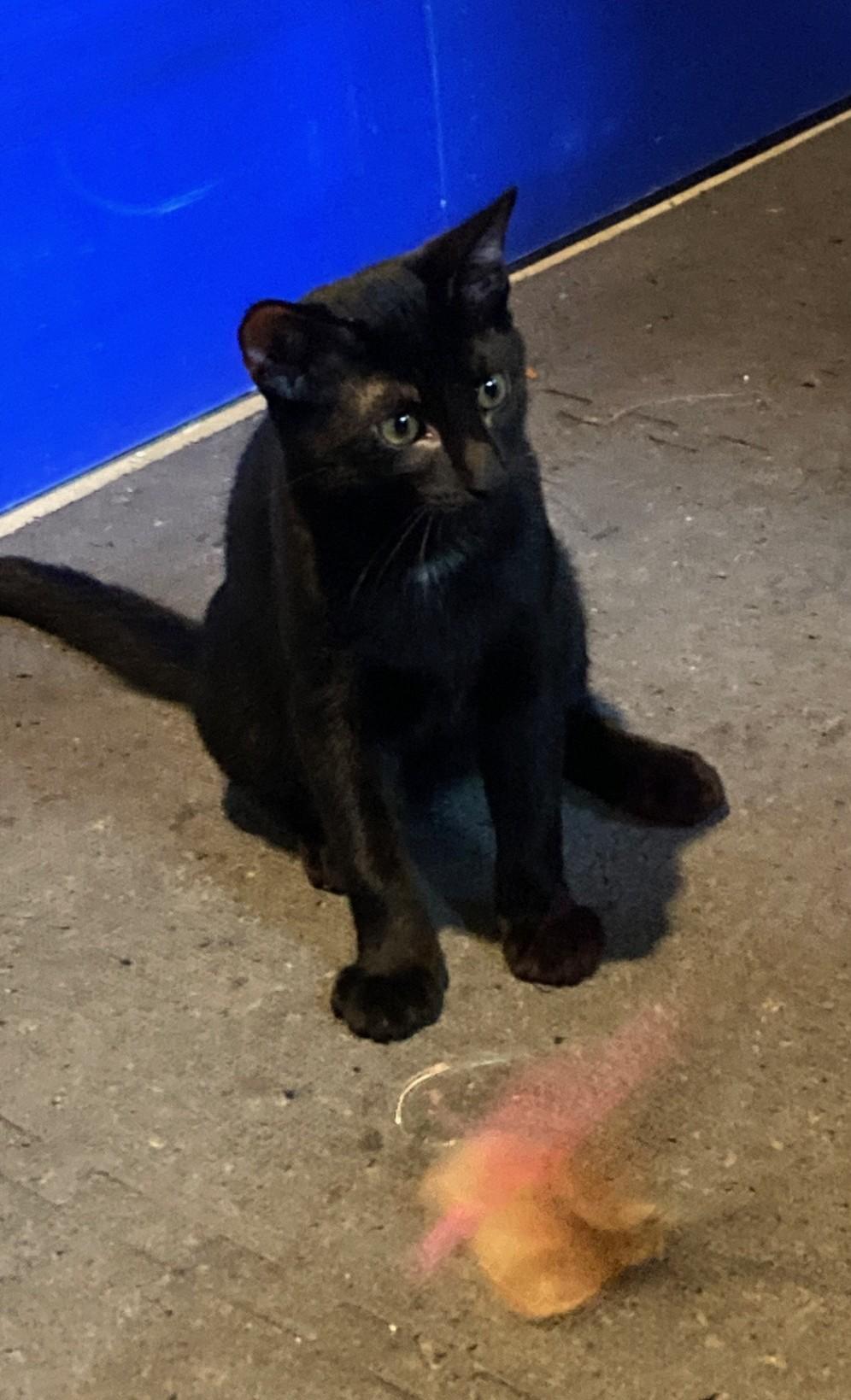 Enlarge Jade, a Adopted mixed breed in Euclid, OH image 3/3