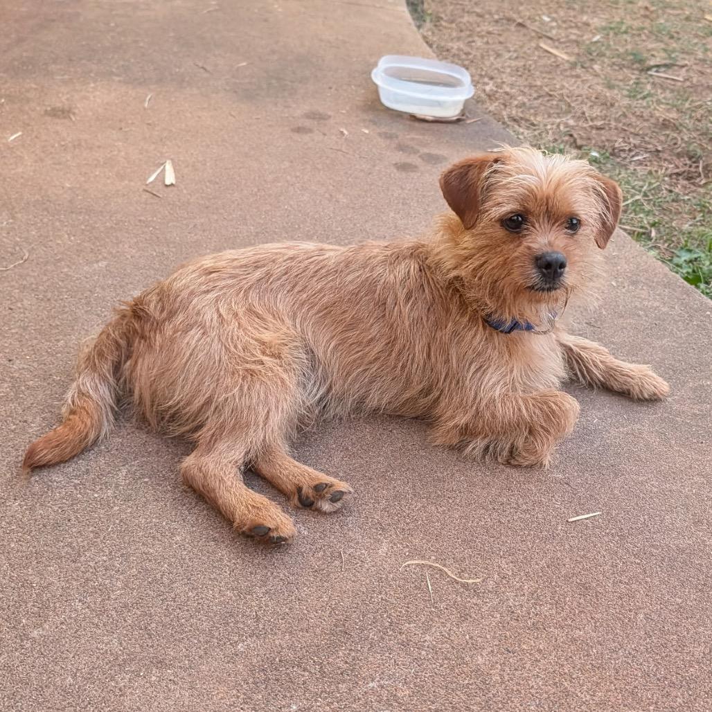 Enlarge Finch C-34384, a Adoptable mixed breed in Oklahoma City, OK image 1/4