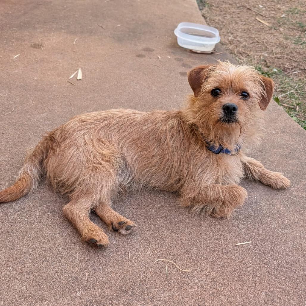 Enlarge Finch C-34384, a Adoptable mixed breed in Oklahoma City, OK image 2/4