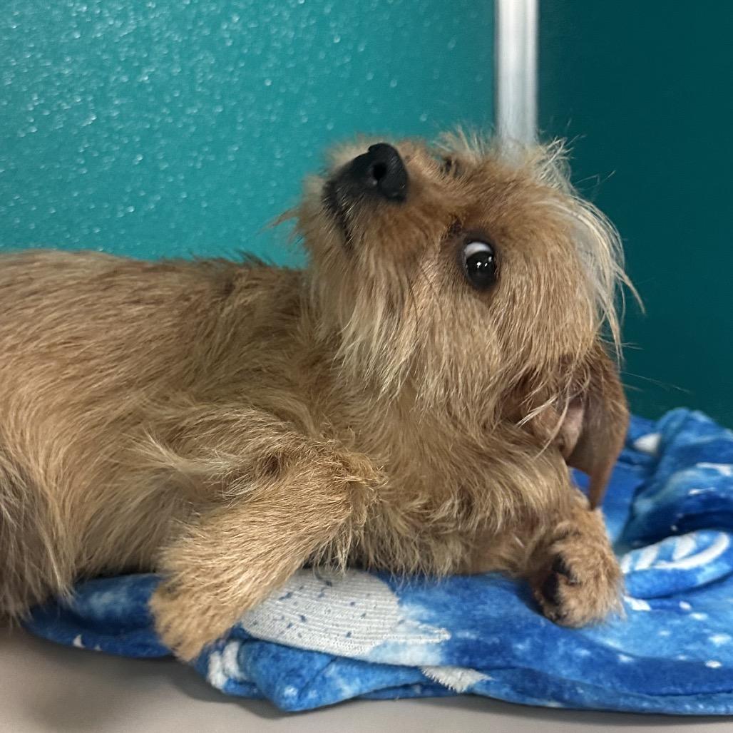 Enlarge Finch C-34384, a Adoptable mixed breed in Oklahoma City, OK image 3/4