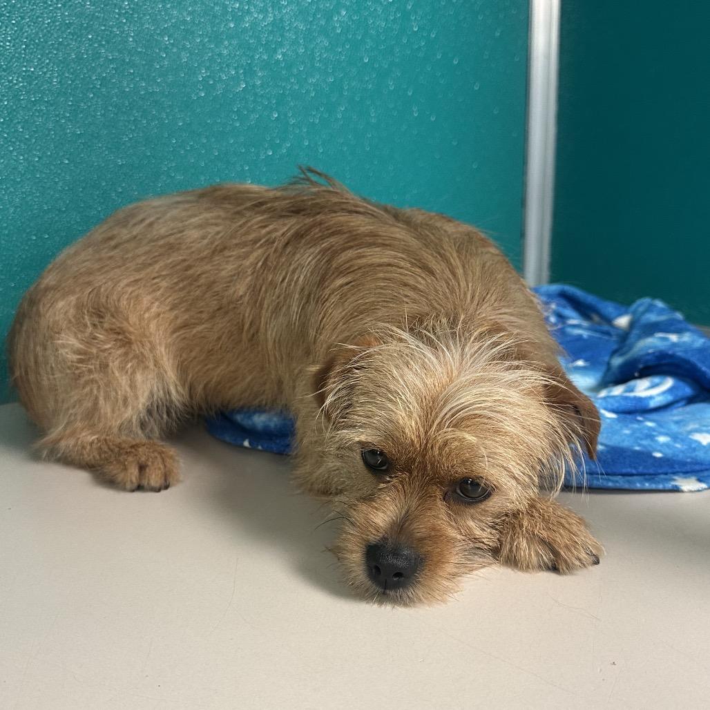 Enlarge Finch C-34384, a Adoptable mixed breed in Oklahoma City, OK image 4/4