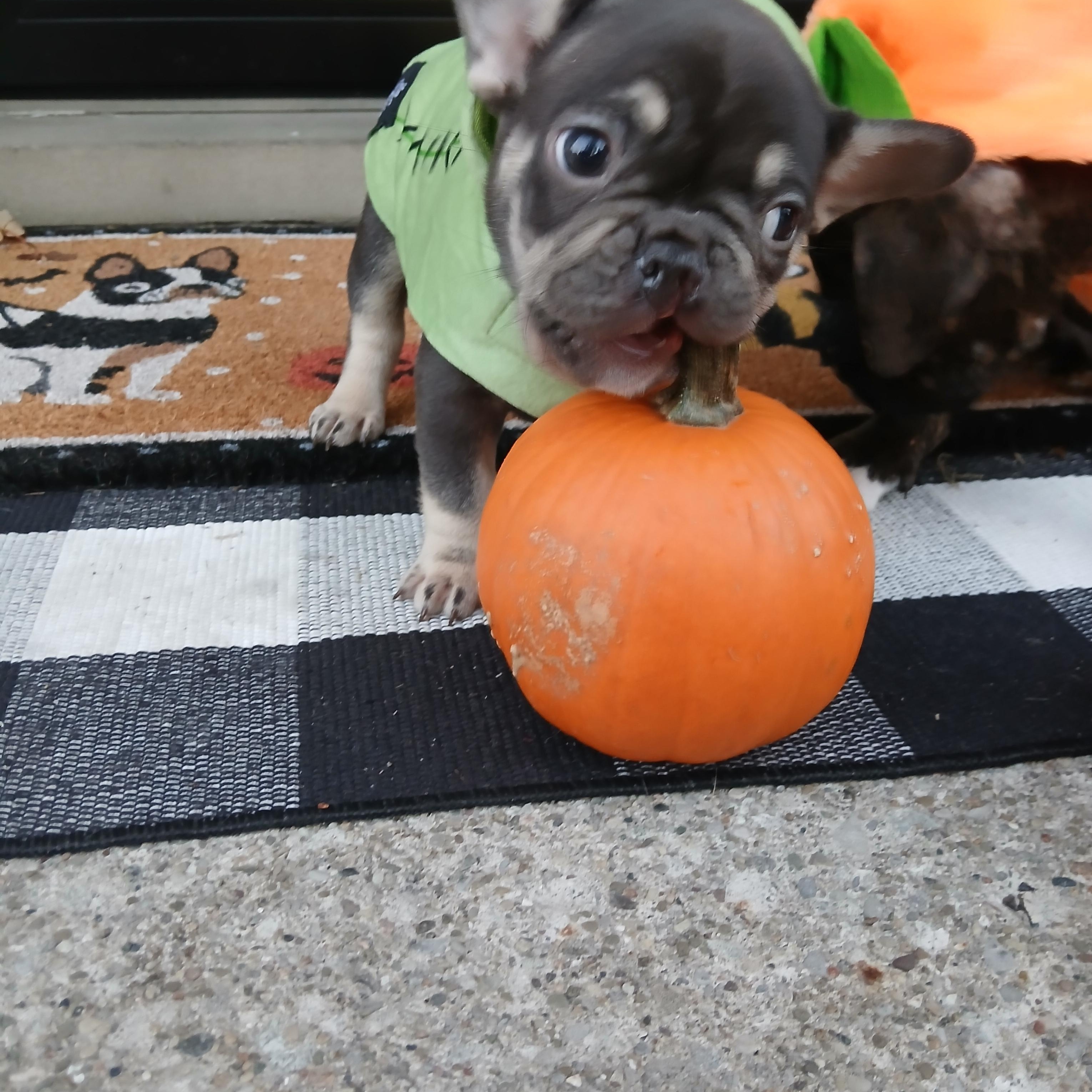 Merlin, Adoptable, Puppy Male French Bulldog.